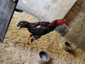 Farm Chicks
