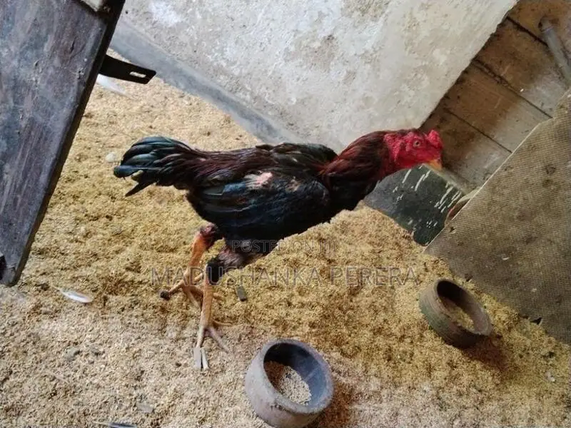 Farm Chicks