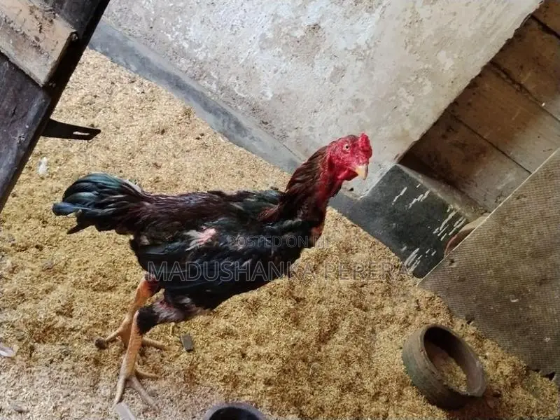Farm Chicks