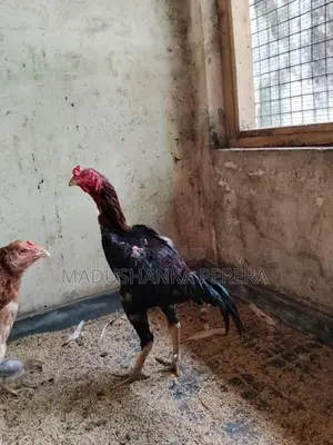 Farm Chicks