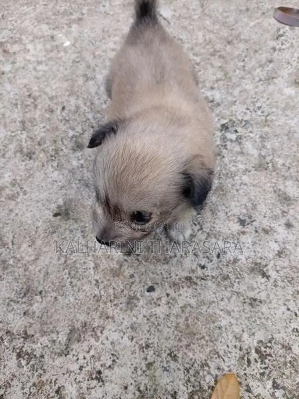 Lion Pomeranian Puppies