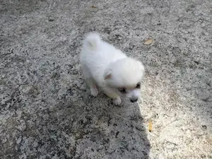 Lion Pomeranian Puppies
