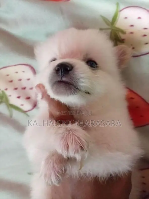 Lion Pomeranian Puppies