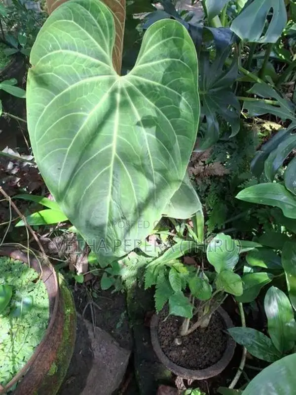 Plant