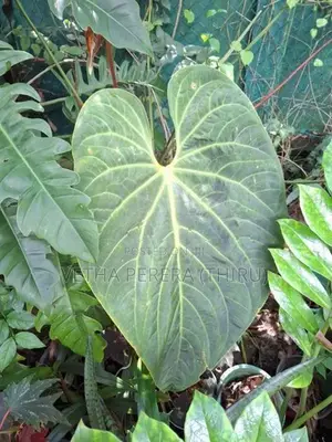 Plant