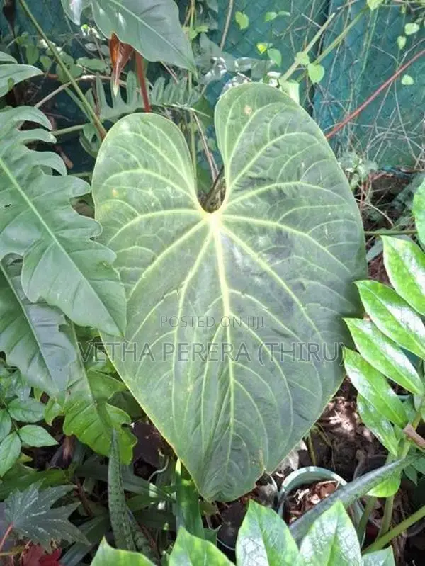 Plant