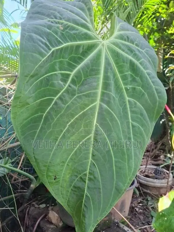 Plant