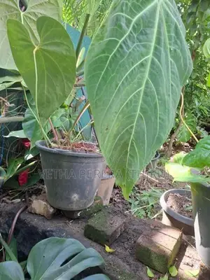 Plant