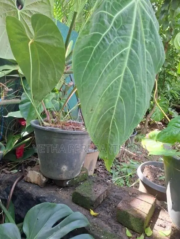 Plant