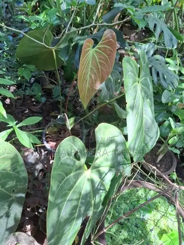 Plant