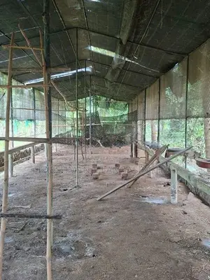 කුකුල් කුඩුවක්