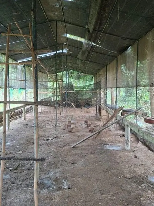 කුකුල් කුඩුවක්