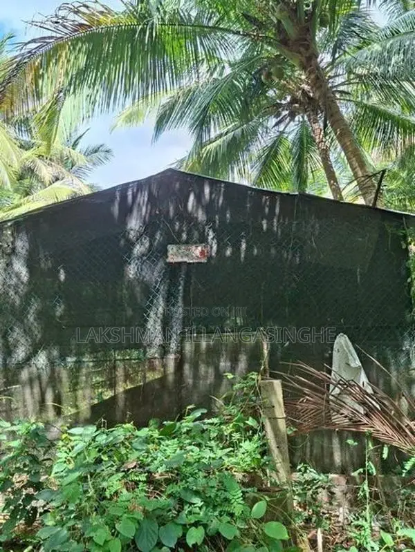 කුකුල් කුඩුවක්