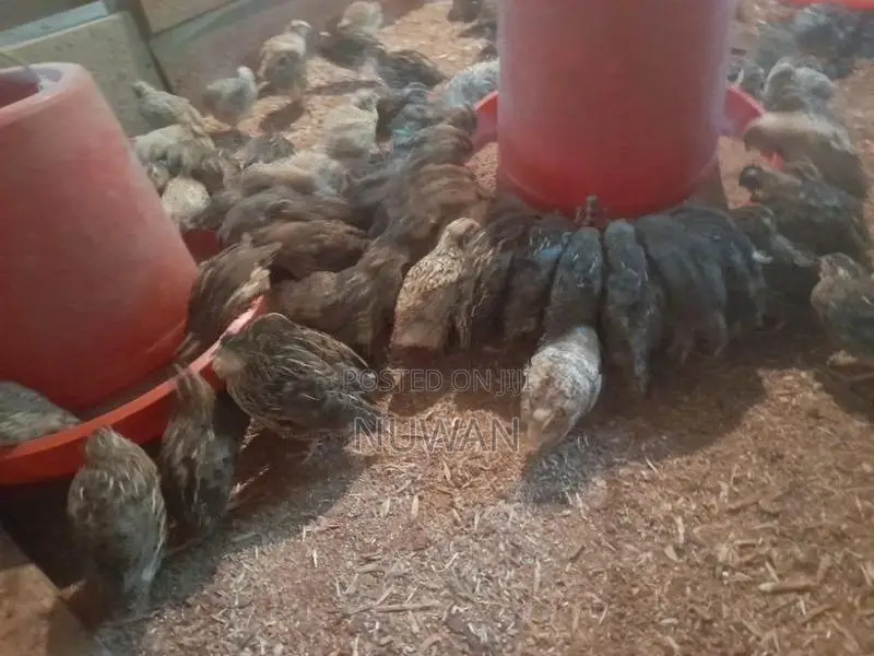 වටු කුරුල්ලන්