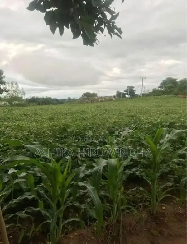 Thanamalwila Land For Sale In Kataragama