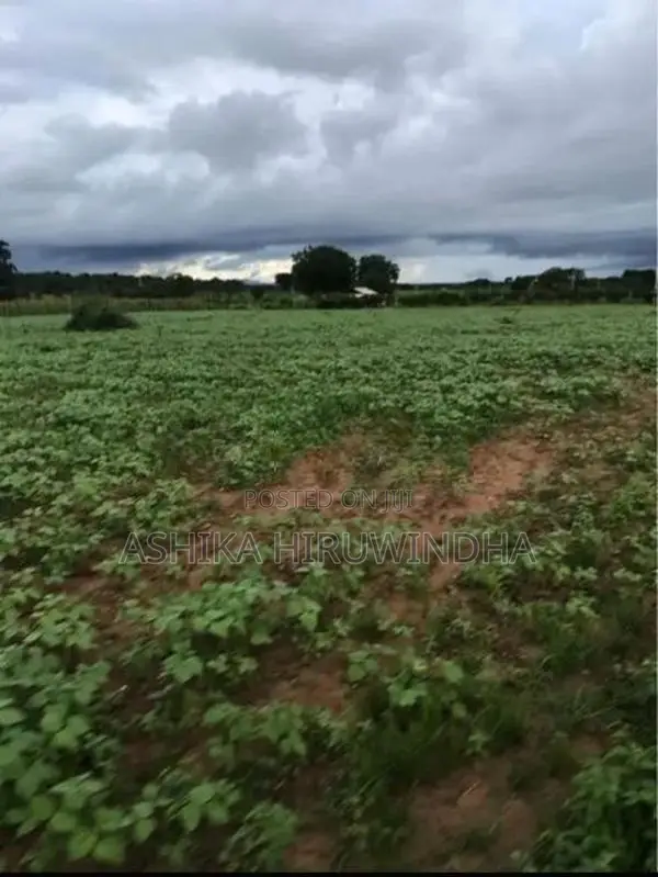 Thanamalwila Land For Sale In Kataragama