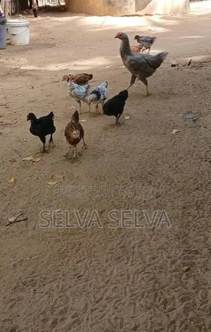 ஊர்கோழிக்குஞ்சுகள்