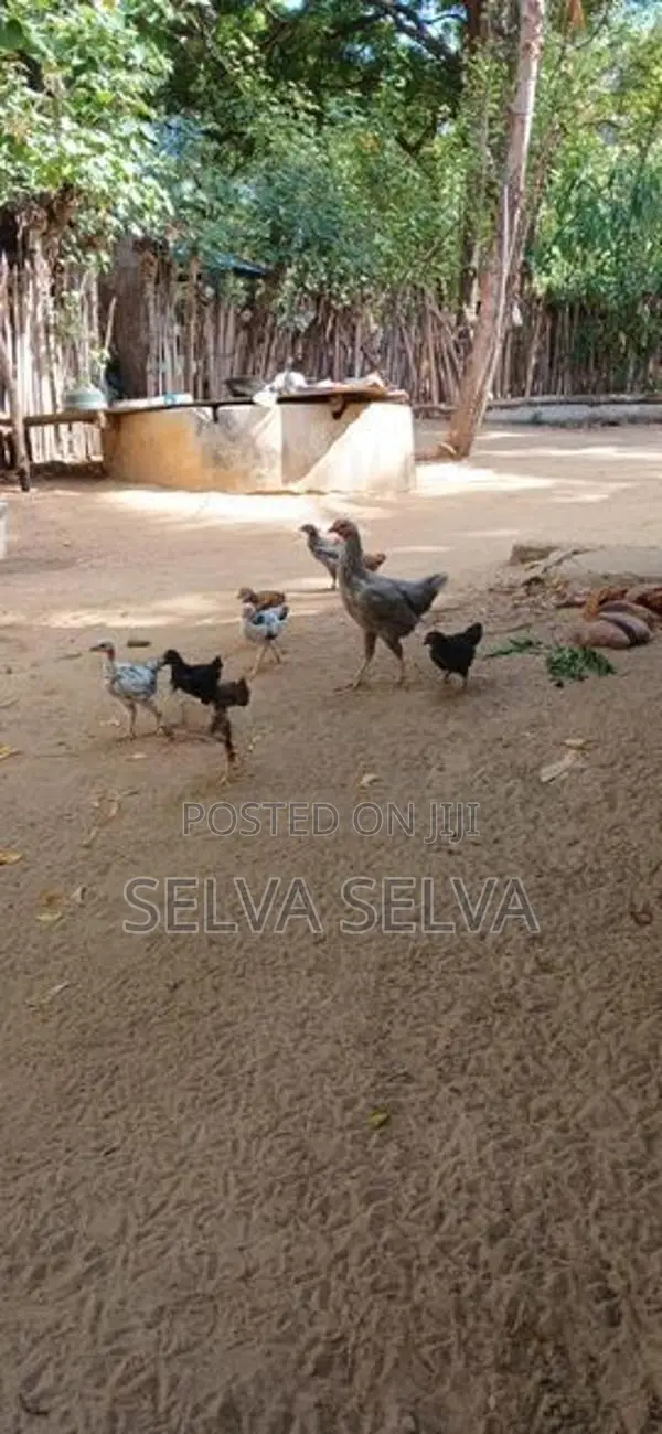 ஊர்கோழிக்குஞ்சுகள்