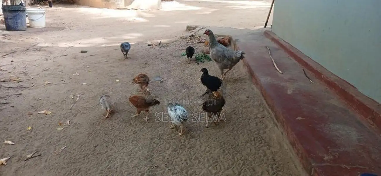 ஊர்கோழிக்குஞ்சுகள்