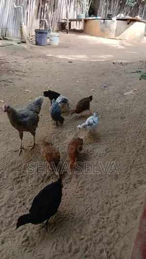 ஊர்கோழிக்குஞ்சுகள்