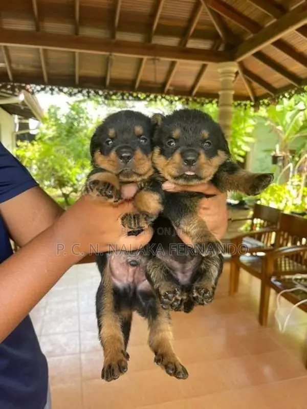 Rottweiler