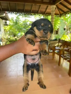 Rottweiler