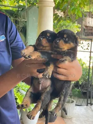 Rottweiler