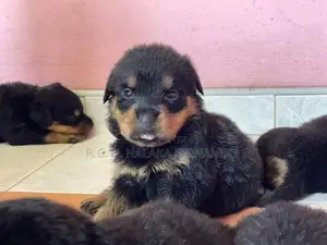 Rottweiler