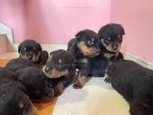 Rottweiler