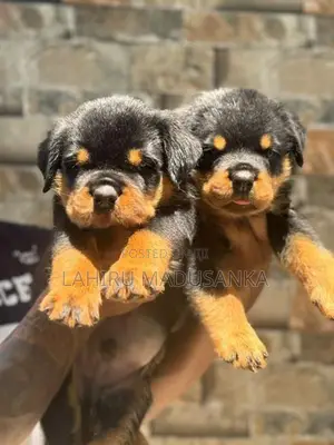 Rottweiler Puppies