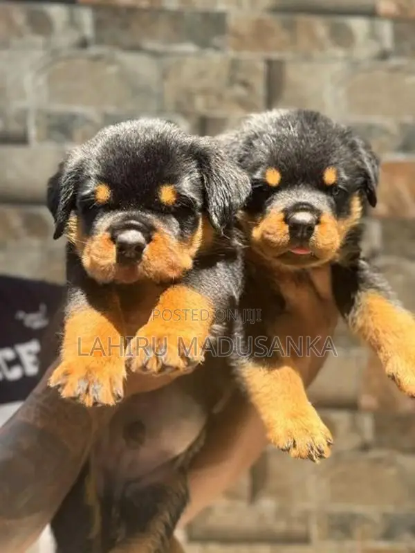 Rottweiler Puppies