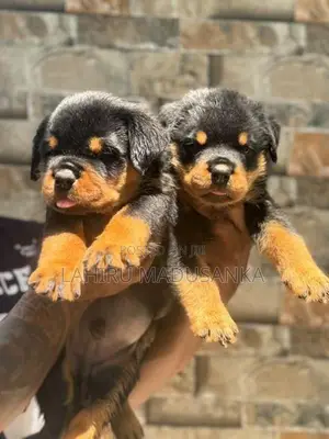 Rottweiler Puppies