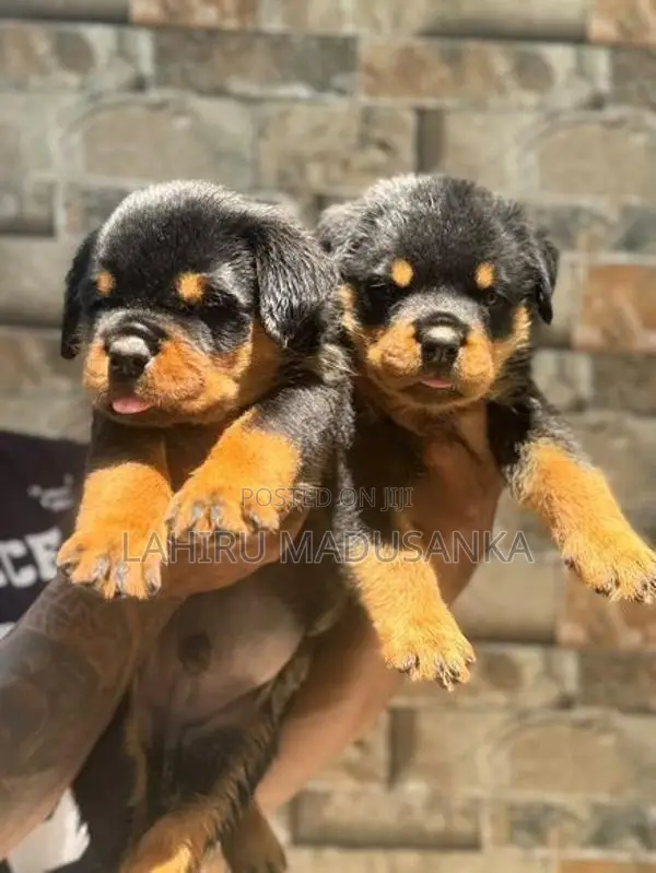 Rottweiler Puppies