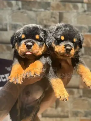 Rottweiler Puppies