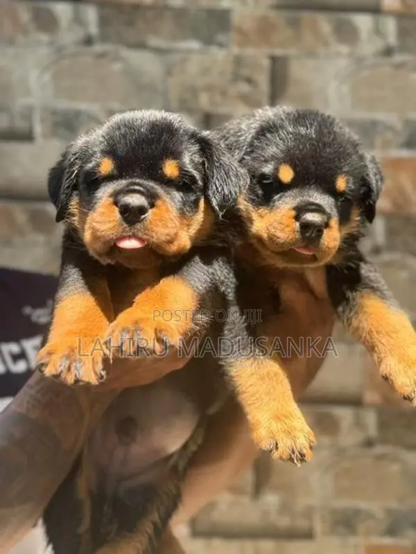 Rottweiler Puppies