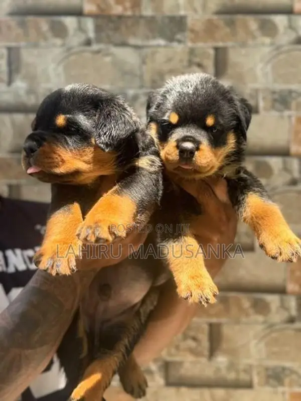 Rottweiler Puppies