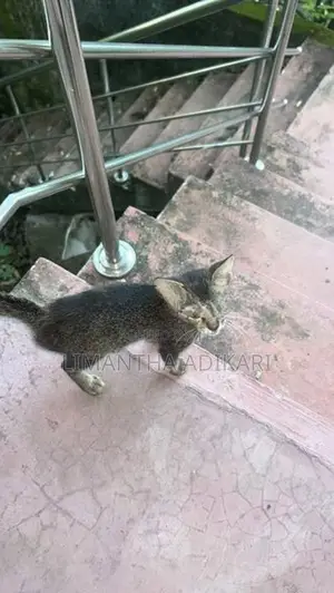 Female Kitten