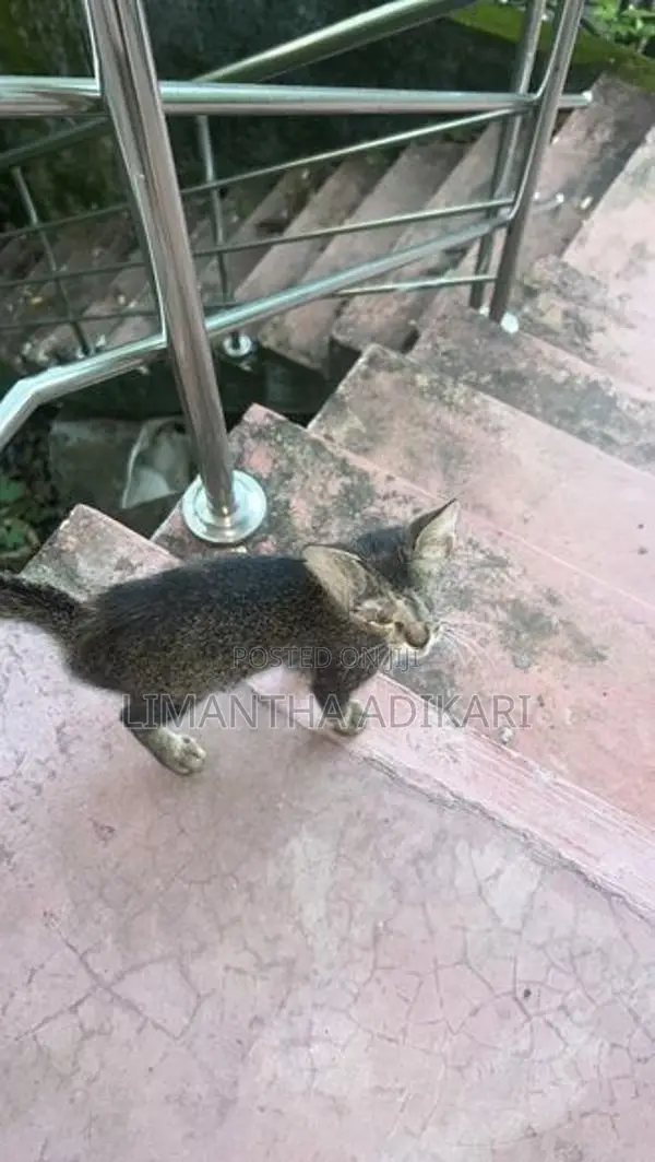 Female Kitten