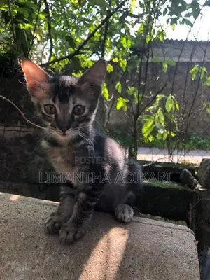 Female Kitten