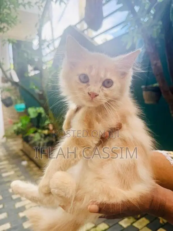 Persian Kittens