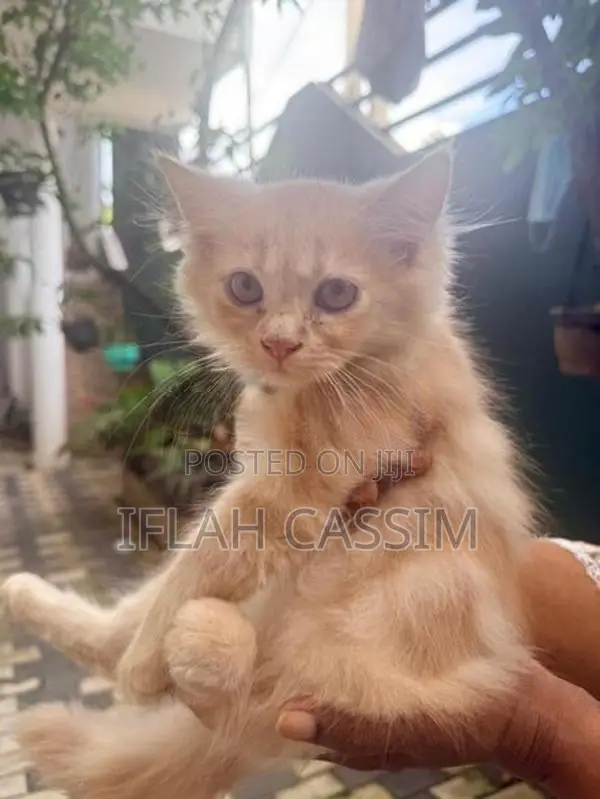 Persian Kittens
