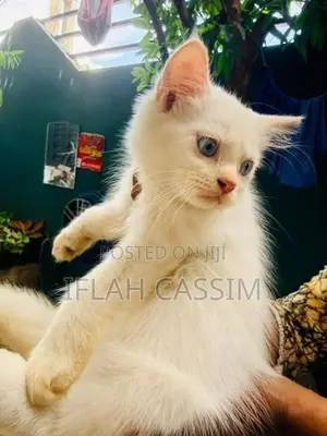 Persian Kittens