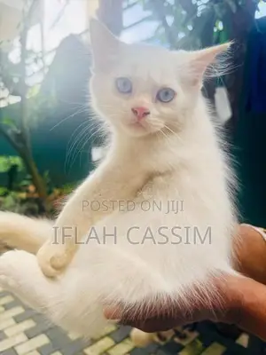 Persian Kittens
