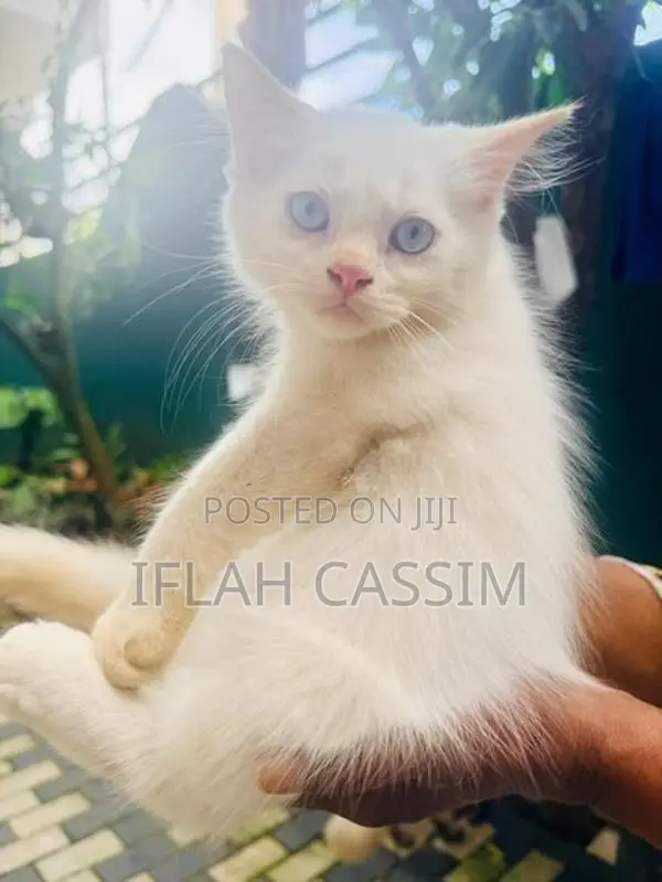 Persian Kittens