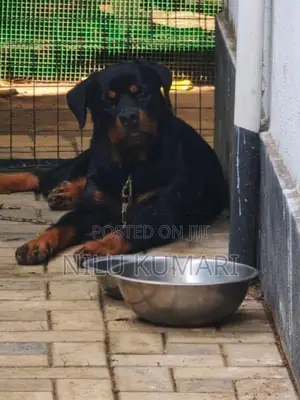 Rottweiler Female Puppy