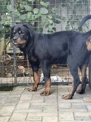 Rottweiler Female Puppy