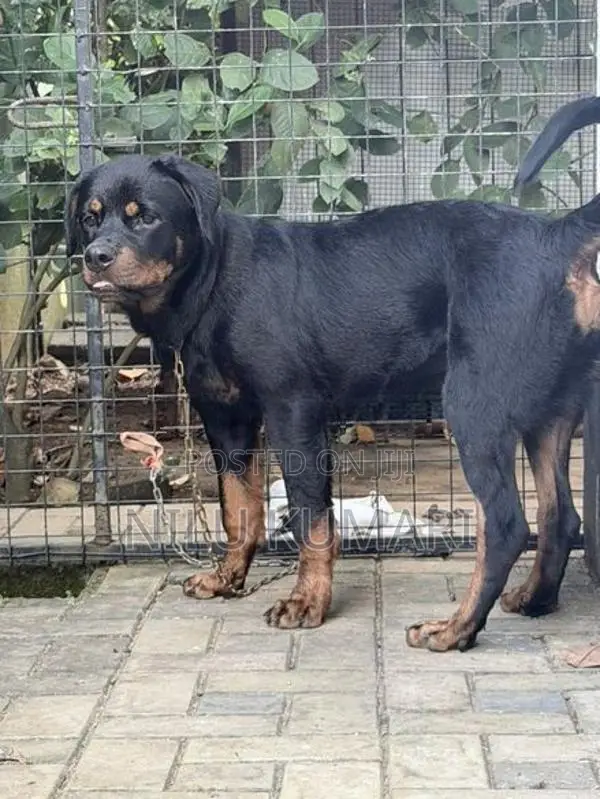 Rottweiler Female Puppy