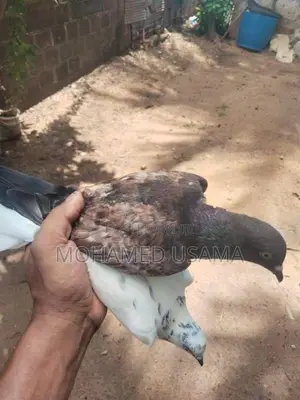 Pigeon