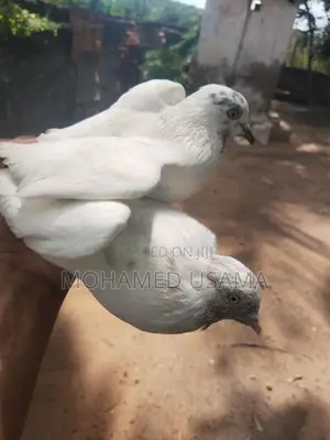 Pigeon