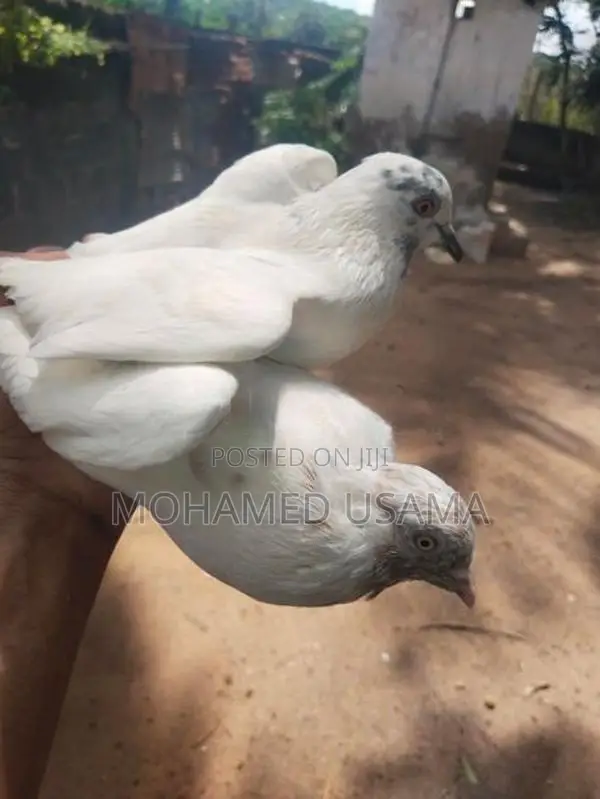 Pigeon